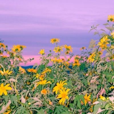 365体育官方唯一入口下载手机版